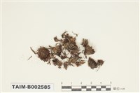 藏品(砂苔屬)的圖片